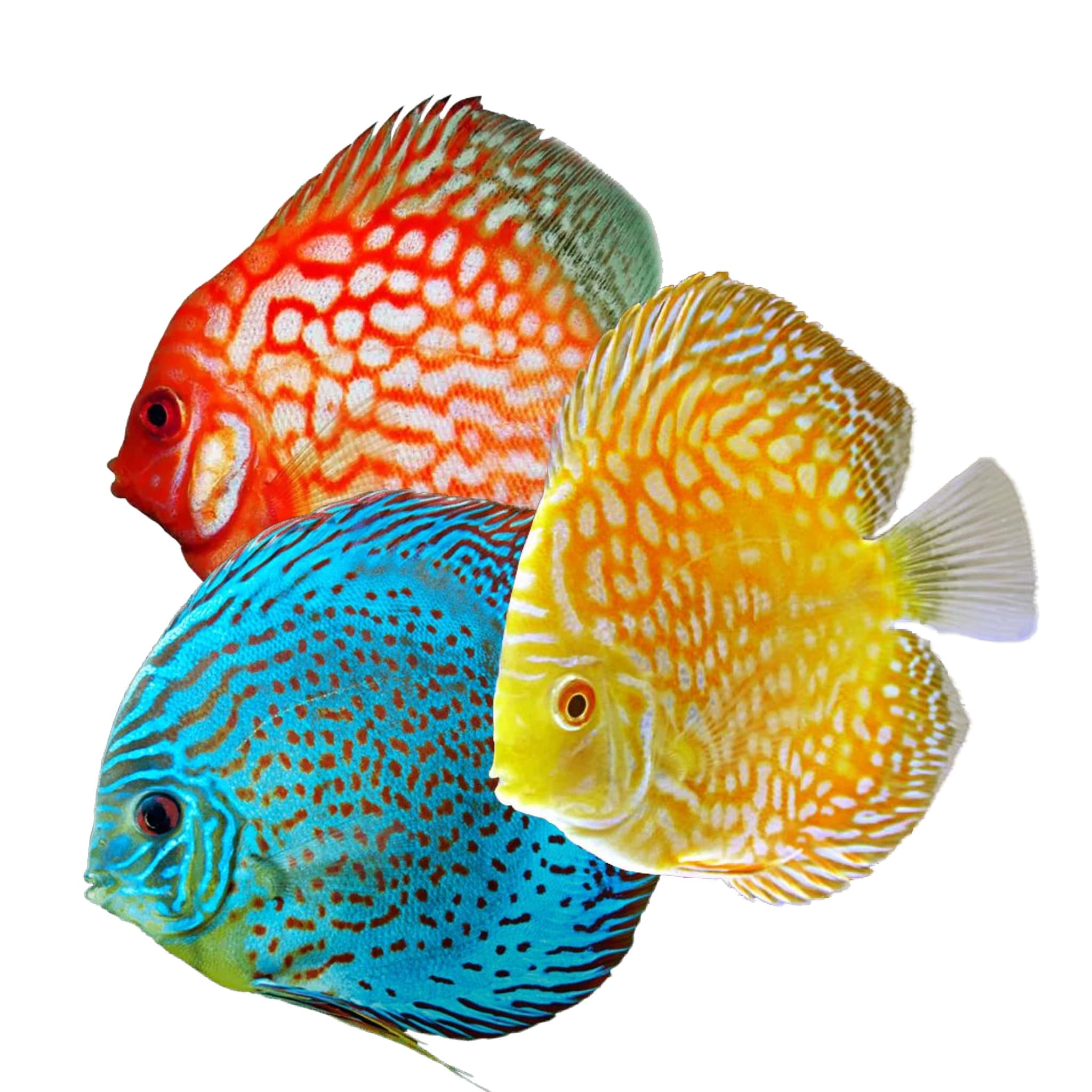 Discus - Heckel, Wild, Blue Diamond, Pigeon Blood