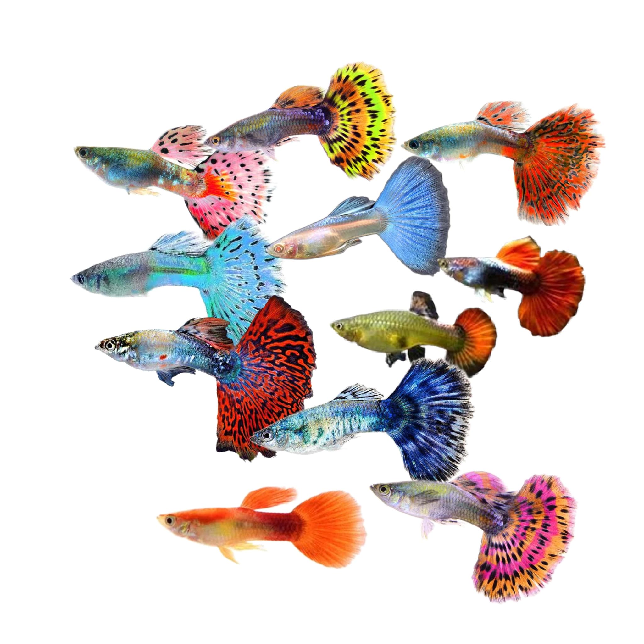 Guppy - Endler, Sky Blue, Dumbo, Red