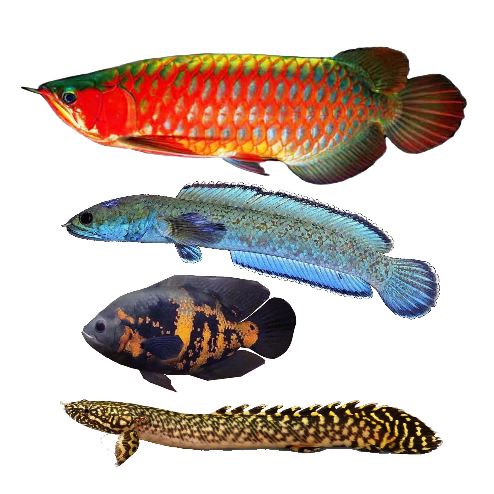 Monster Fish - Channa, Arowana, Bichir, Oscar