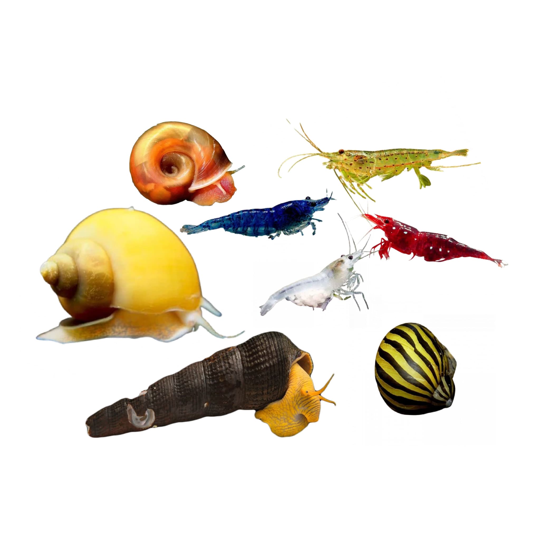 Shell Fish - Shrimp, Snail, Crayfish, Turtle, Crab