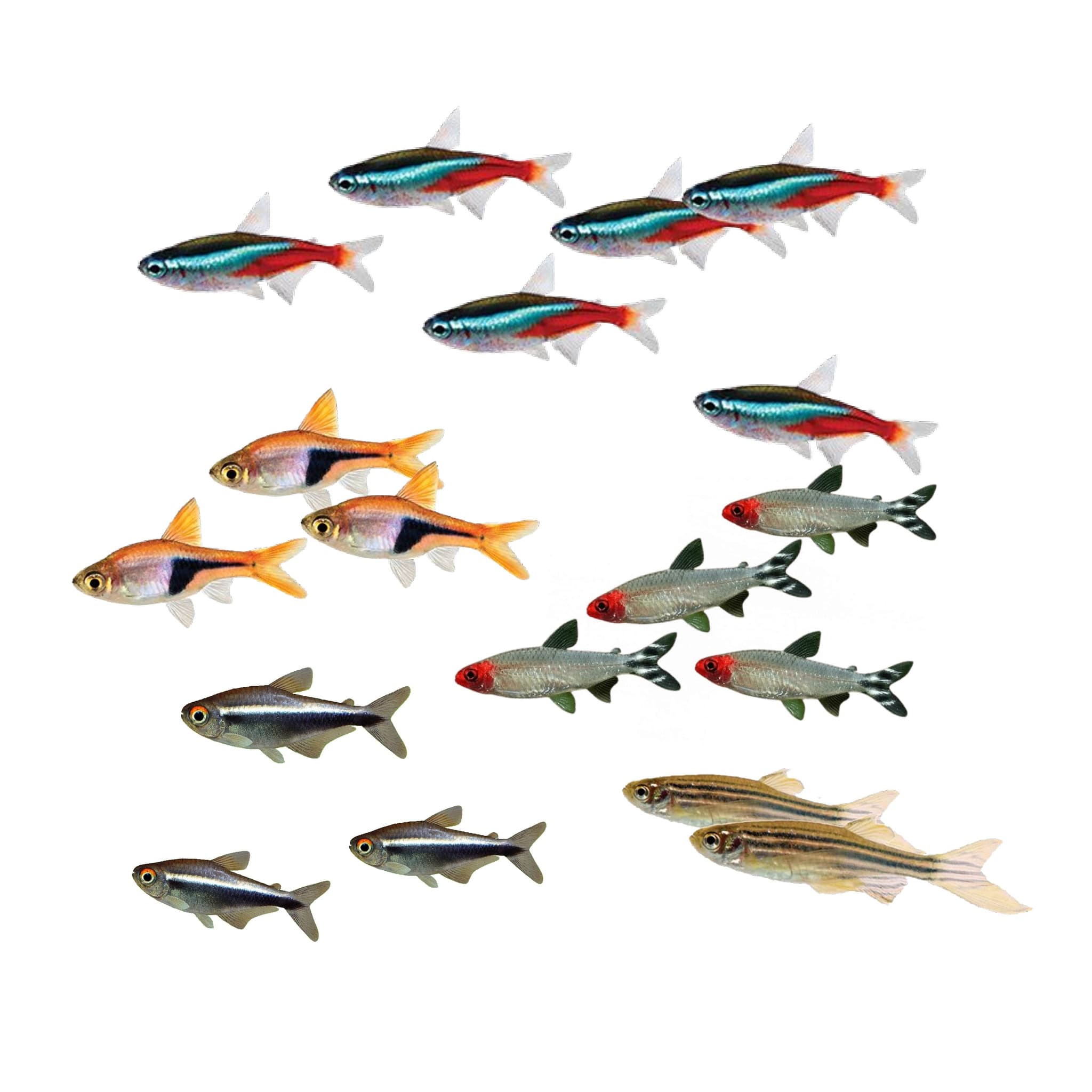 Community Fish - Tetra, Danio, Molly, Platy, Swordtail