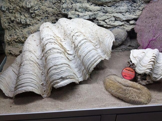 BACK TO NATURE TRIDACNA CLAM(XL 75 X 40 X 22 CM)