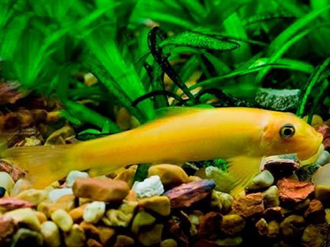Golden Algae Eater 4cm