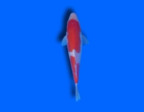 Kohaku Koi