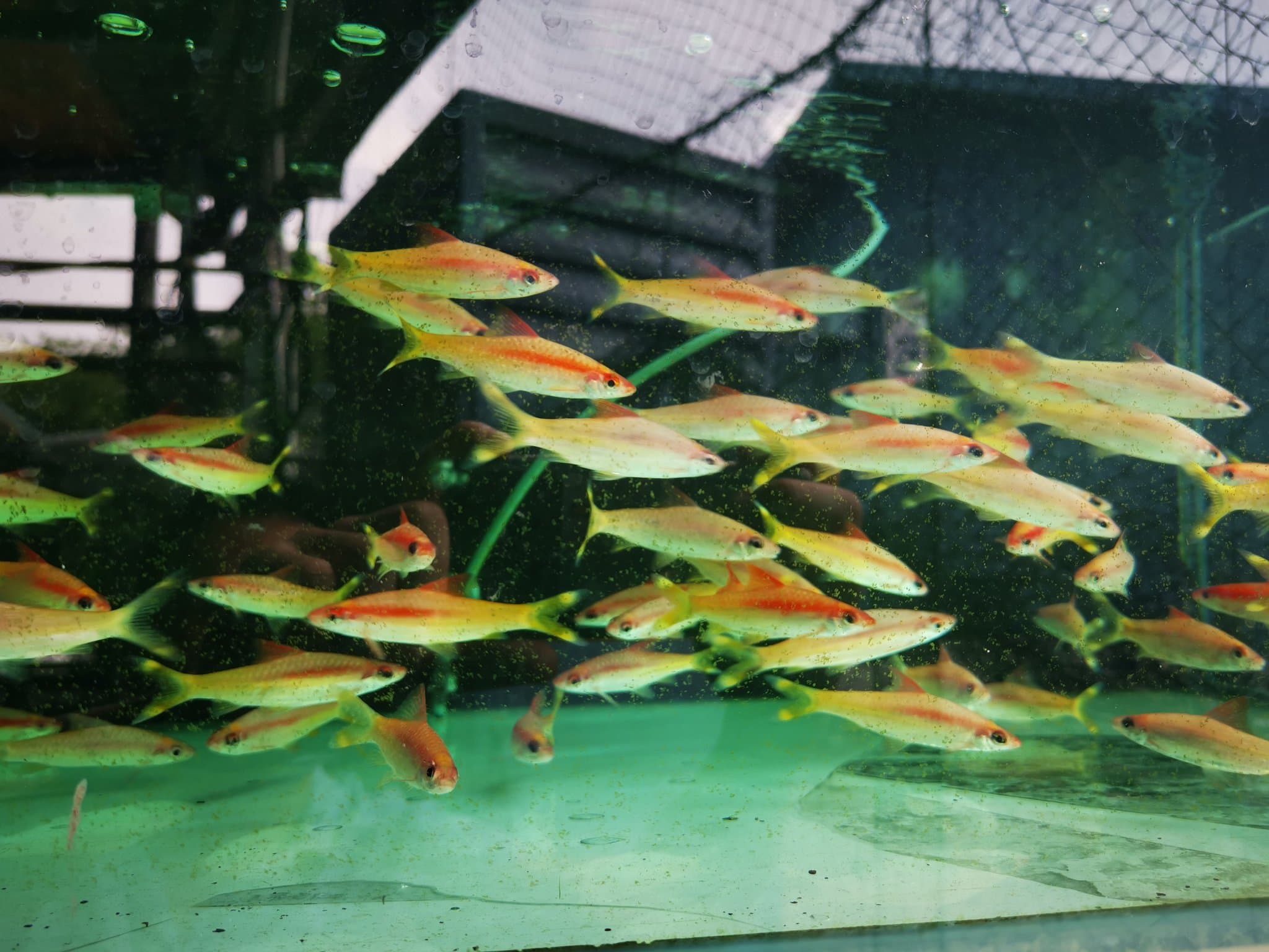 Xanthic denisonii barb