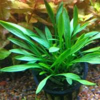 Cryptocoryne parva