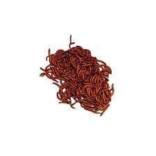 Beta-Carotene Mealworm Live Feeder