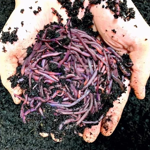 African Nightcrawler Earthworms (ANCs)