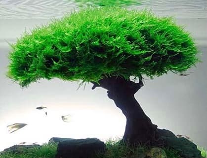 Moss Tree For Aquascape