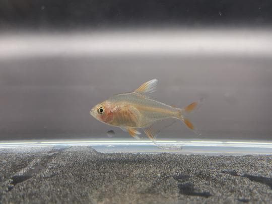White tipped rosy tetra 2cm x 5 pcs