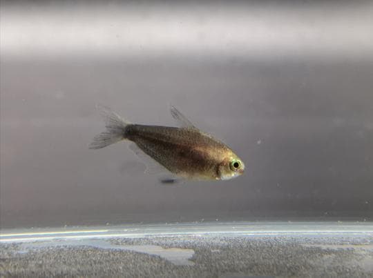 Black Emperor tetra 2.5cm