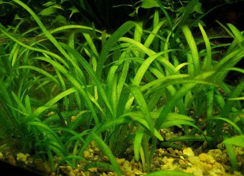Sagittaria Sabulata (Dwarf Sag)