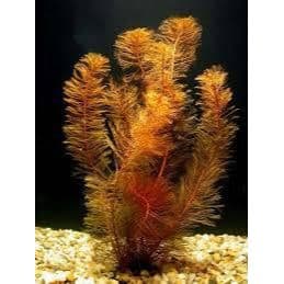 Myriophyllum Tuberculatum