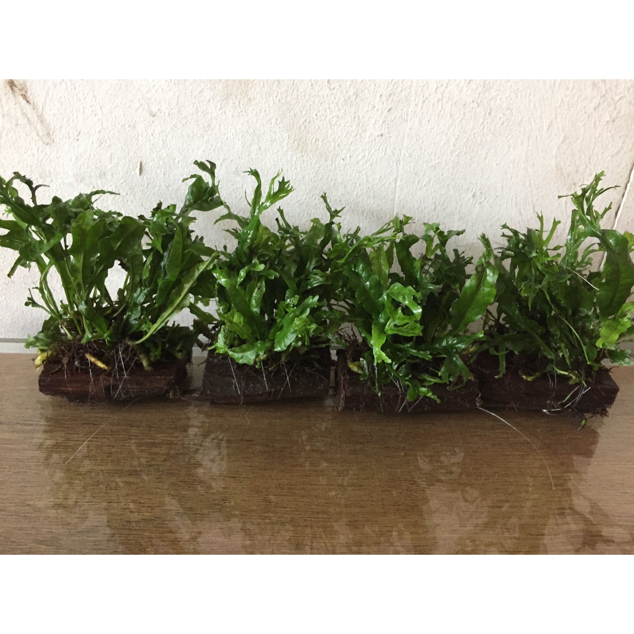 Microsorium Windelov (Mini Wood)