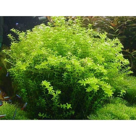 Micranthemum Micranthemoides (Pearl Weed)