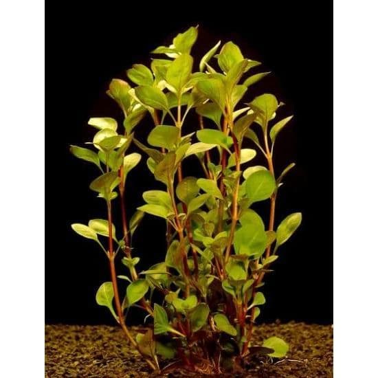 Ludwigia Palustris