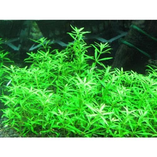 Limnophila Sp Vietnam