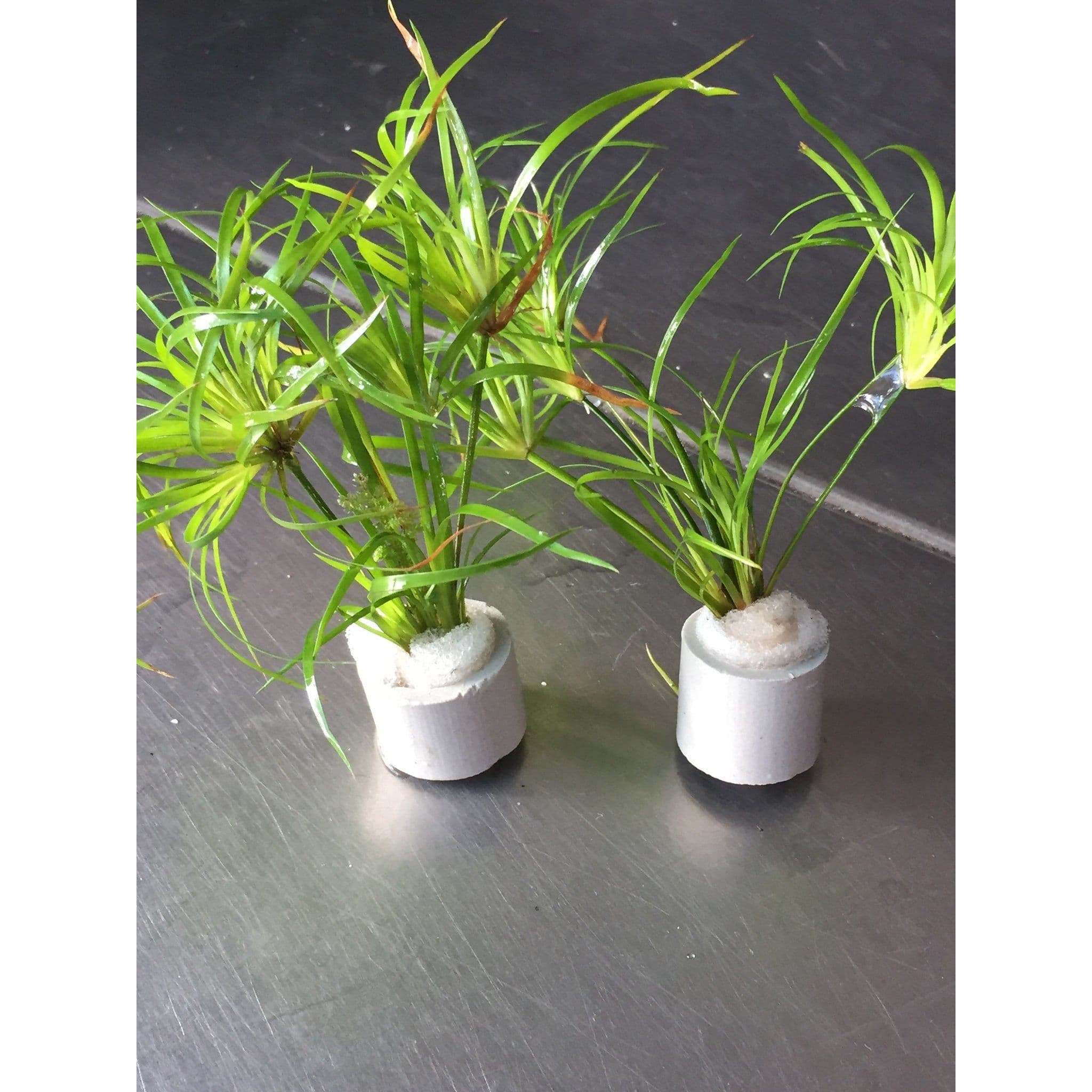 Juncus Repens