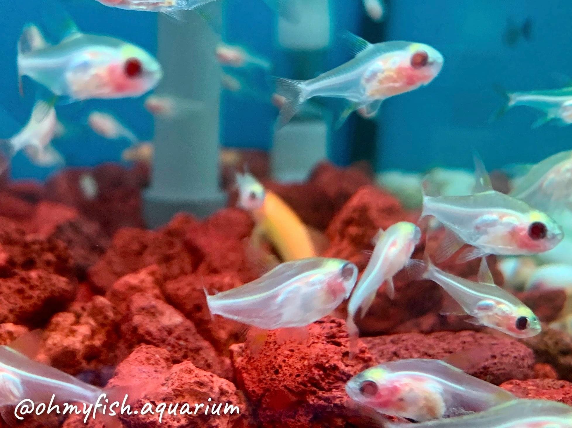 Albino Pristella Tetra