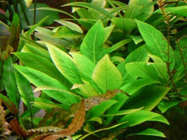 Hygrophila Corymbosa Compacta