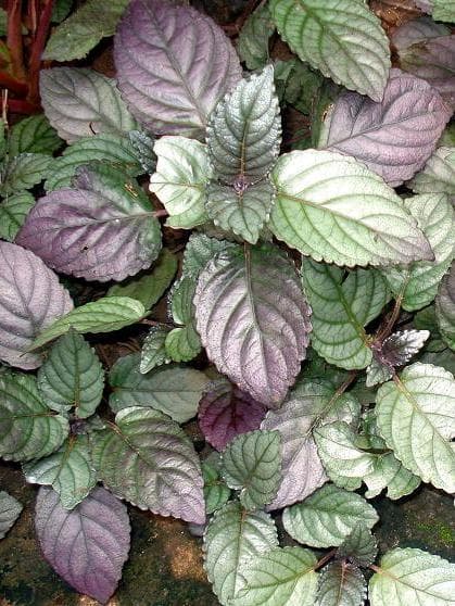 Hemigraphis Colorata