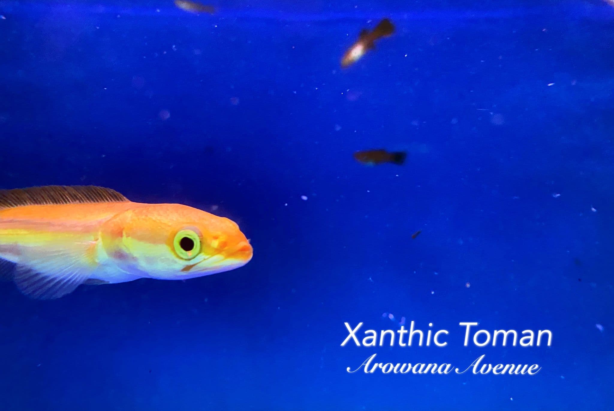 Xanthic Toman