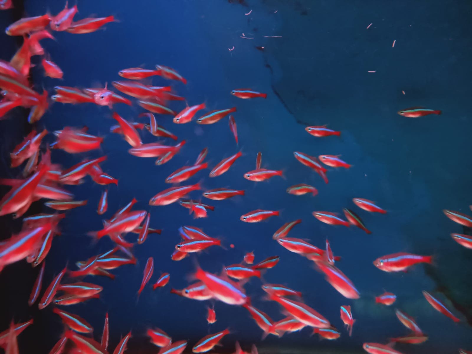 Cardinal Tetra ( TT-0749 )