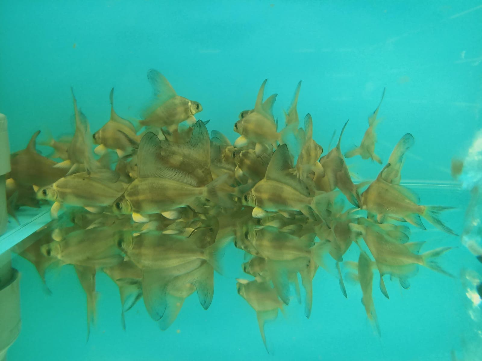 Hi-Fin Loach ( LK-0719 )