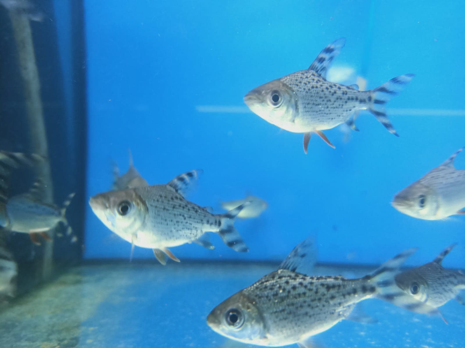 Red Tail Prochilodus ( SF-0260 )