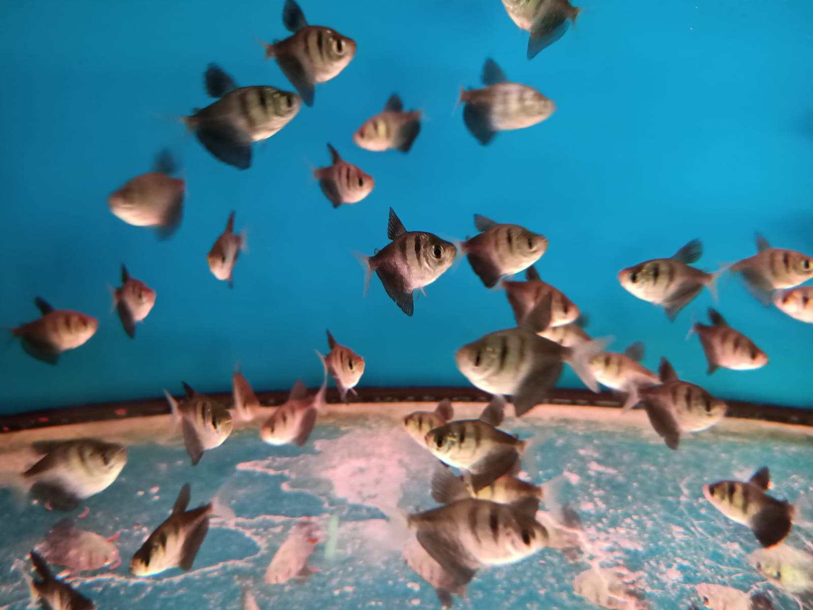 Black Tetra ( TT-0326 )