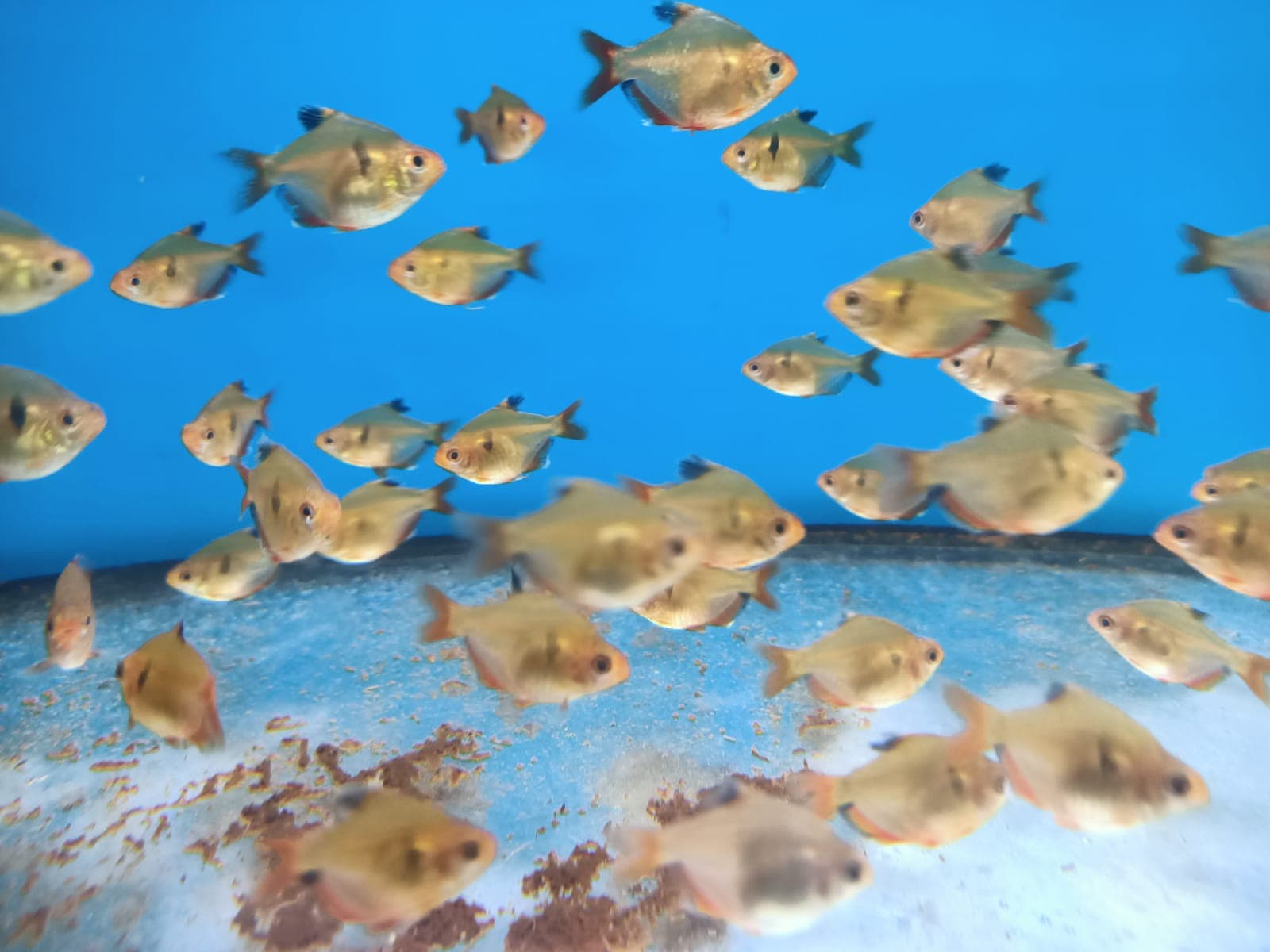 Balloon Serpae Tetra ( TT-0042 )