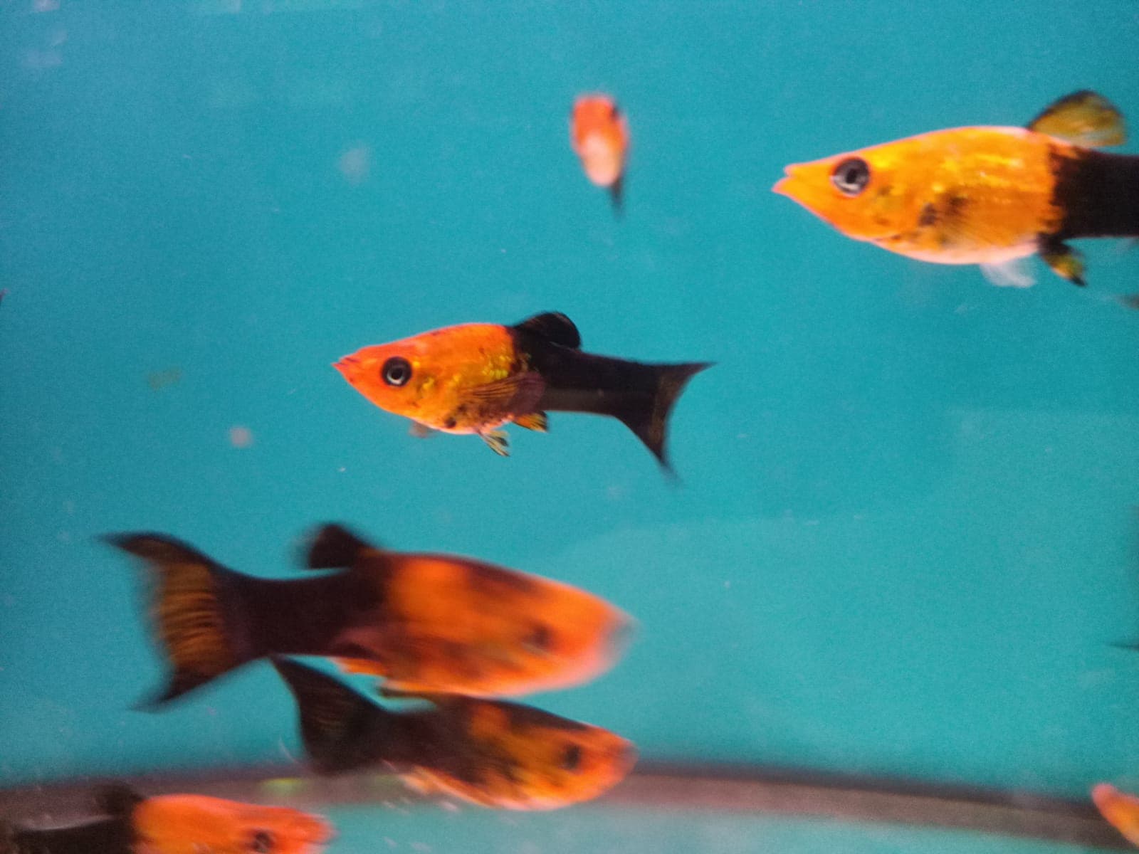 Gold black molly ( MM-0972 )