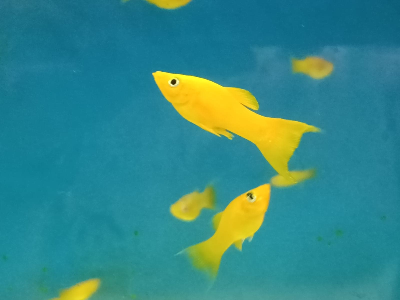 Gold molly ( MM-0962 )