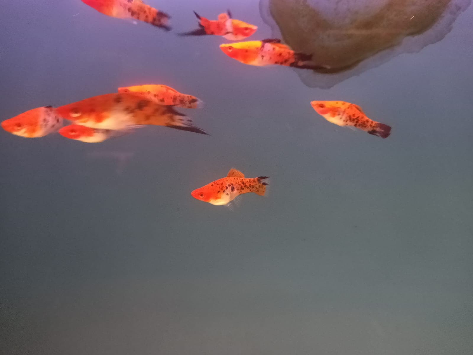 Sanke koi Sword ( SS-3142)