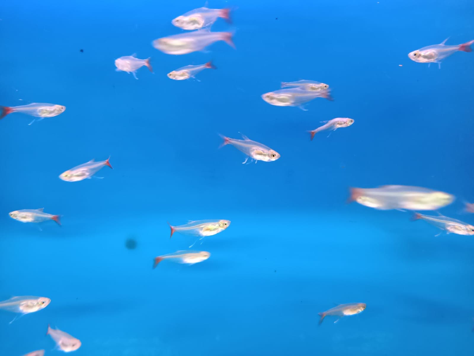 Glass Blood Fin Tetra ( TT-0523 )