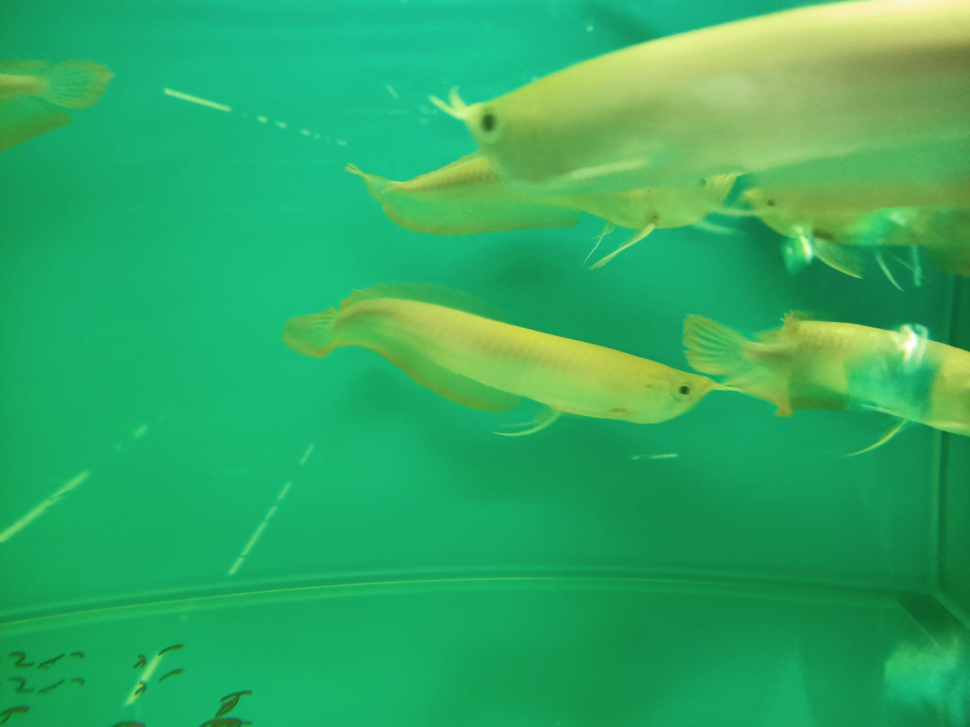 Albino Silver Arowana