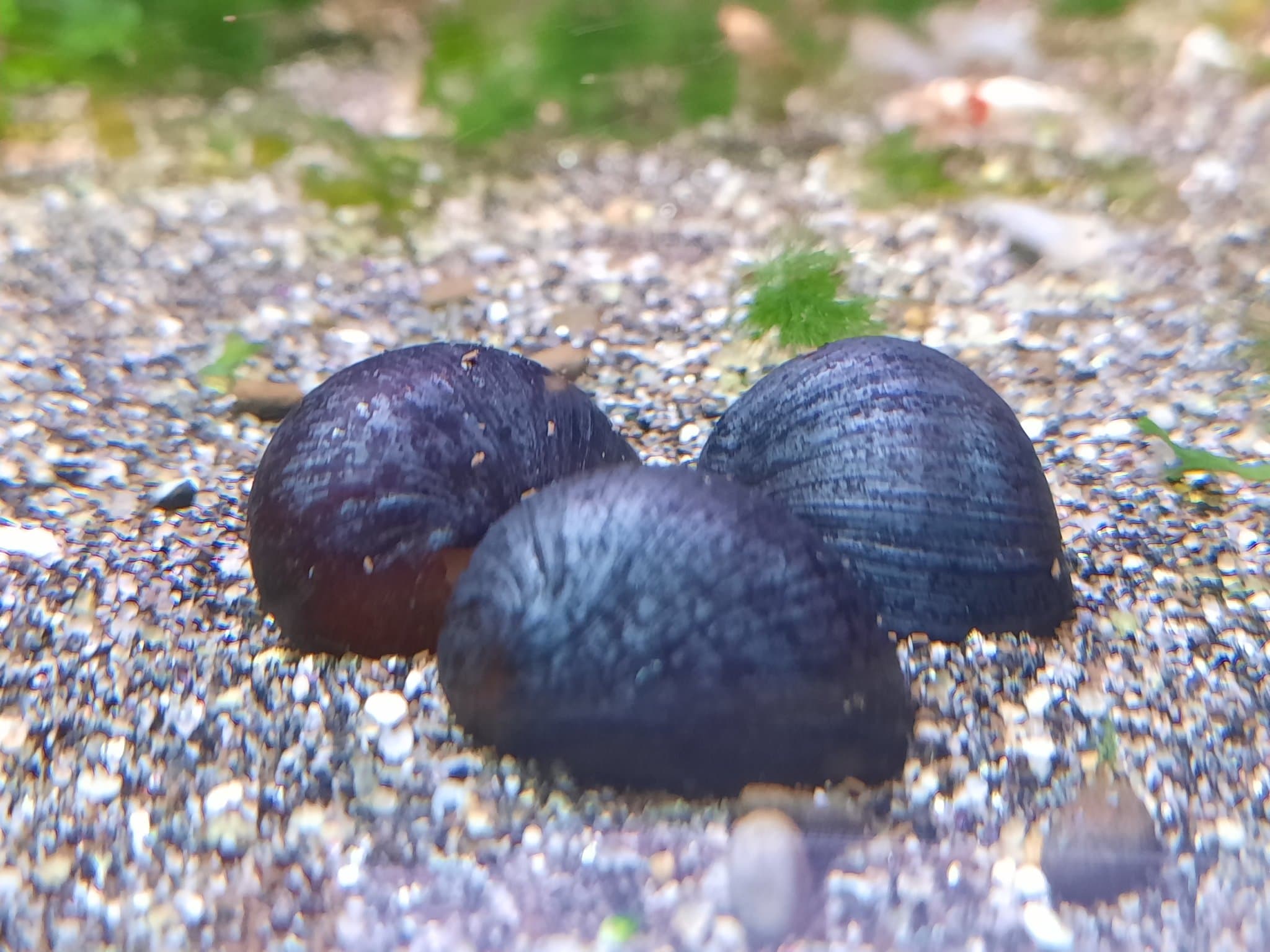 Purple helmet snail