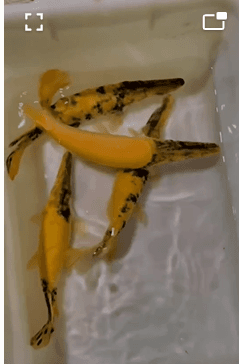 Short body golden marble gar