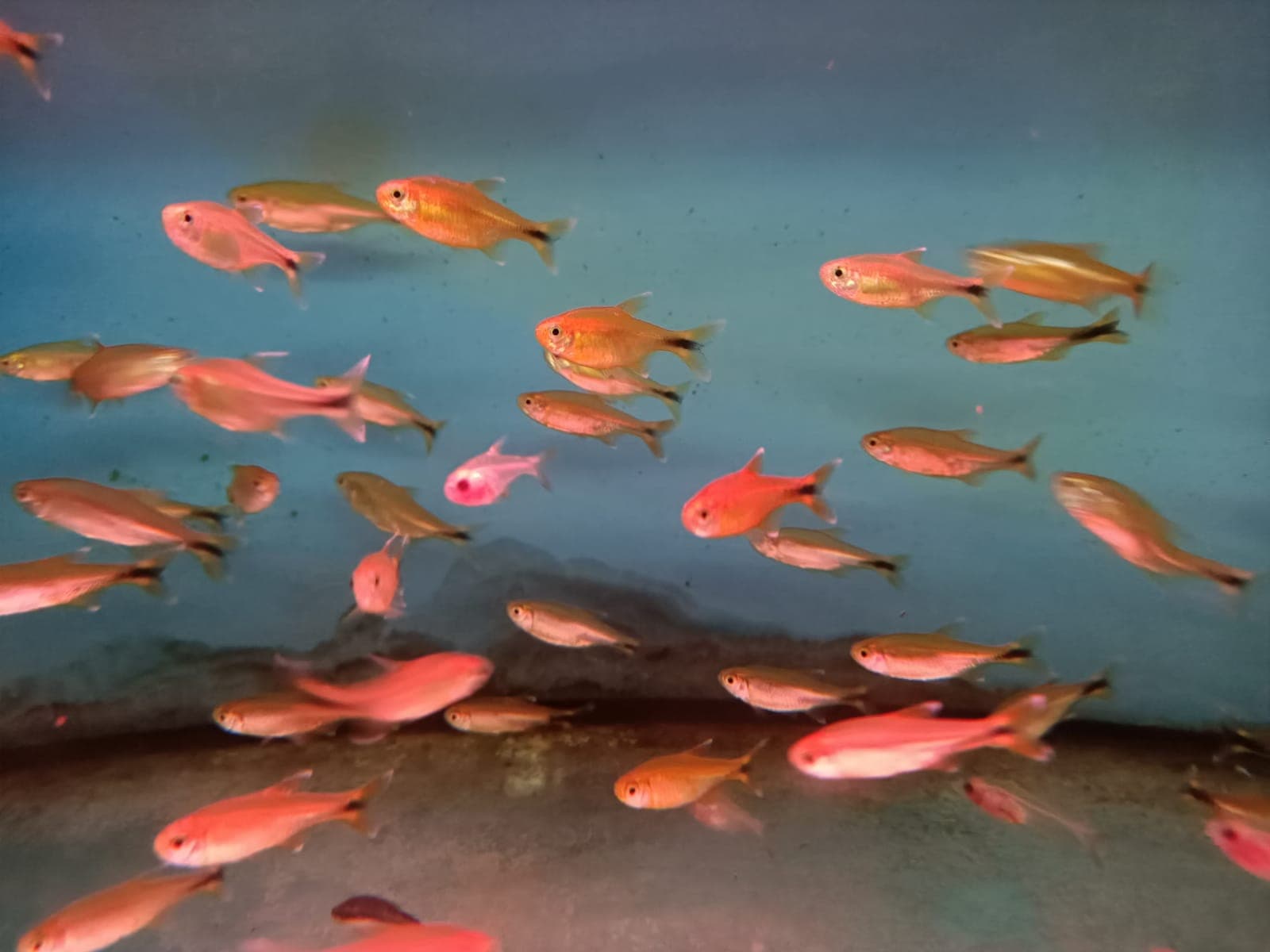 Silver Tips Tetra ( TT-0254 )