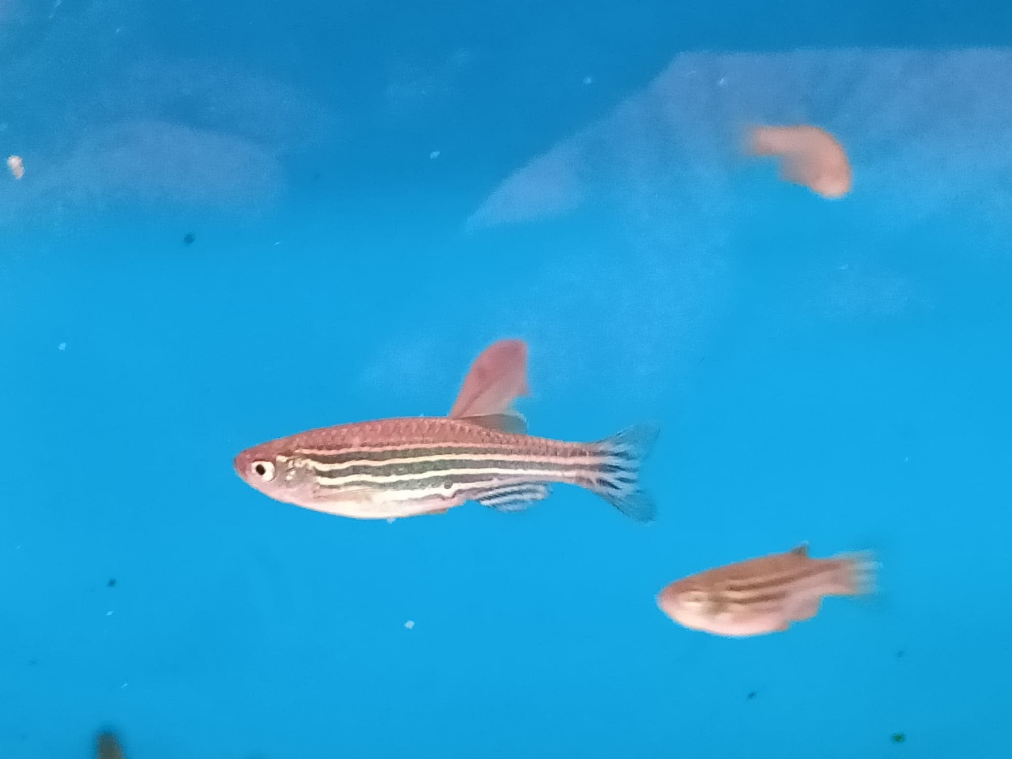 Zebra Diano ( DA-0029 )