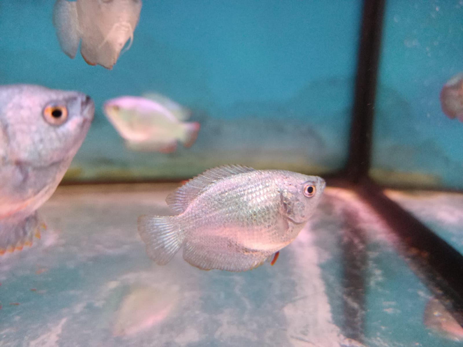 Cobalt Dwarf Gourami ( GR-0414 )