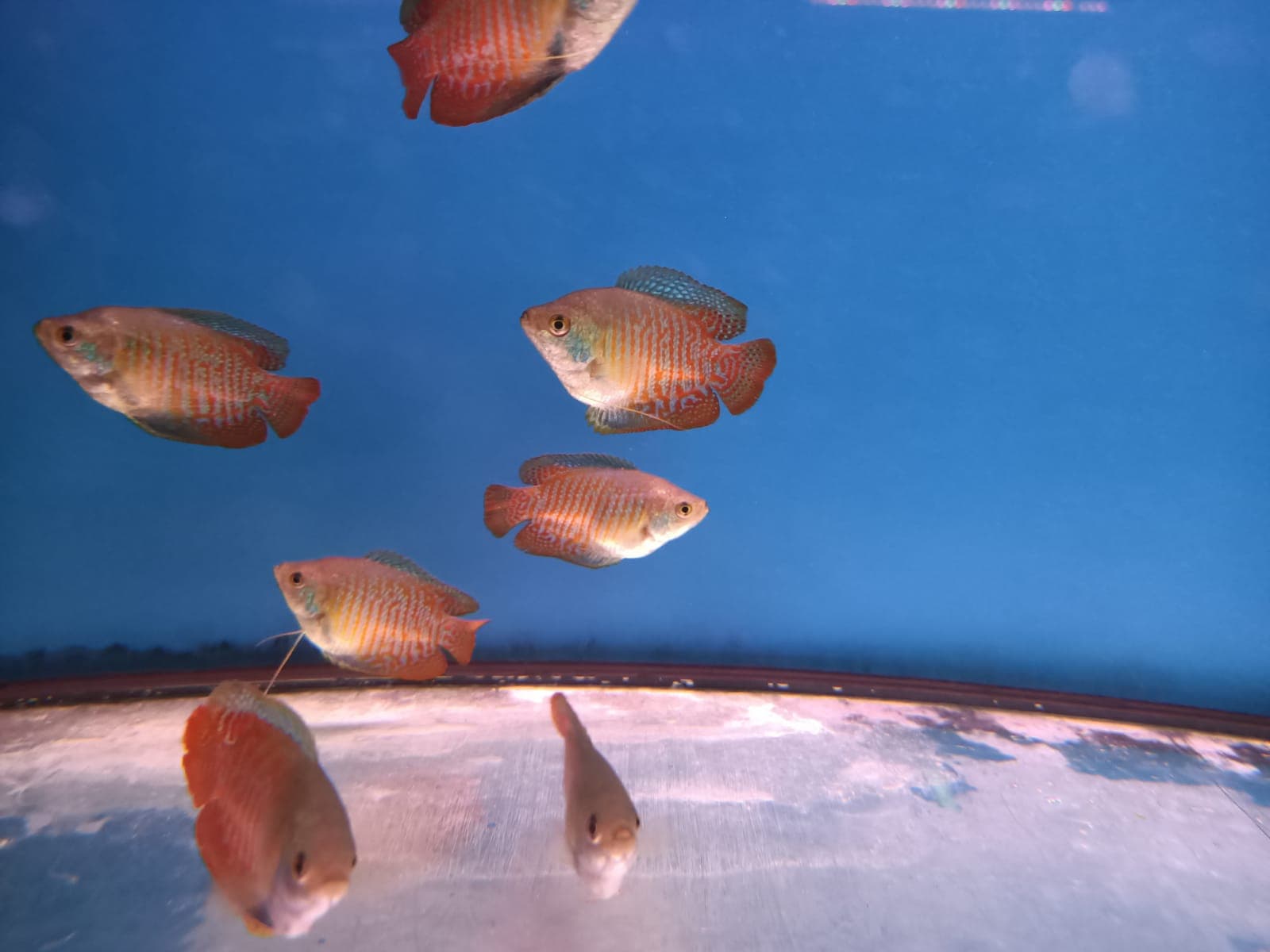 Dwarf Gourami ( GR-0254 )