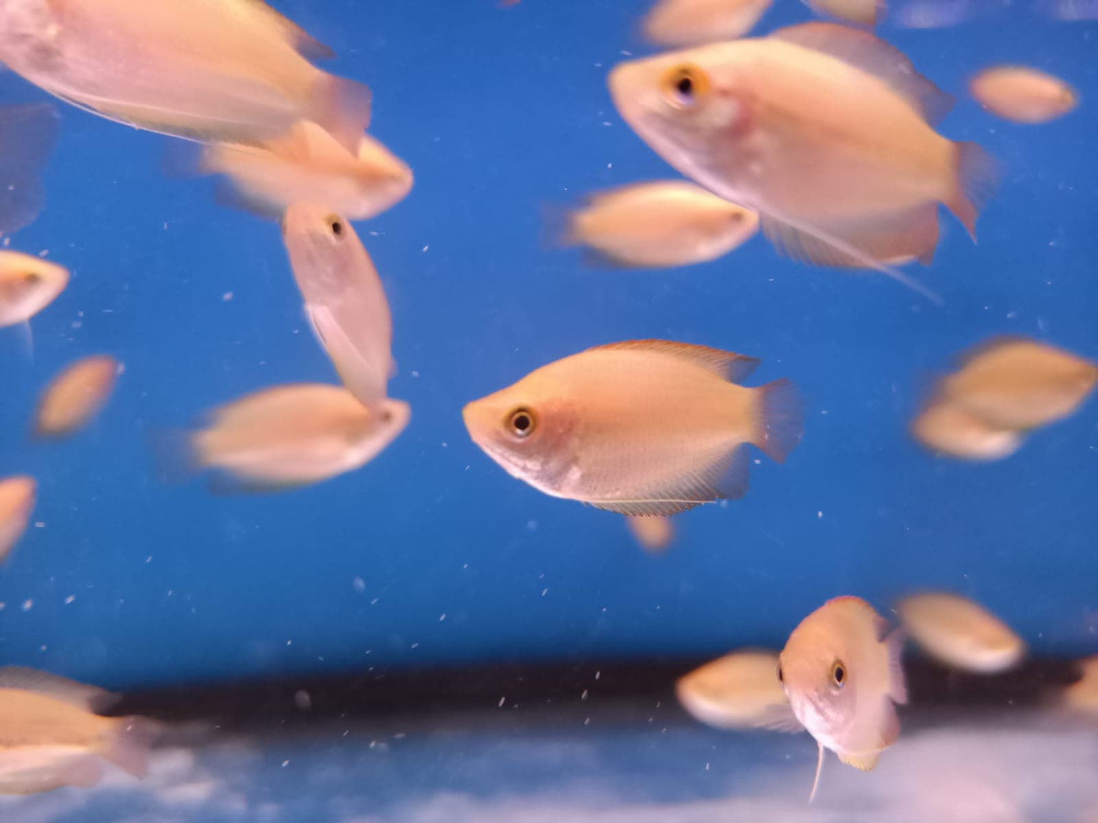 Golden Honey Dwarf Gourami ( GR-0122 )