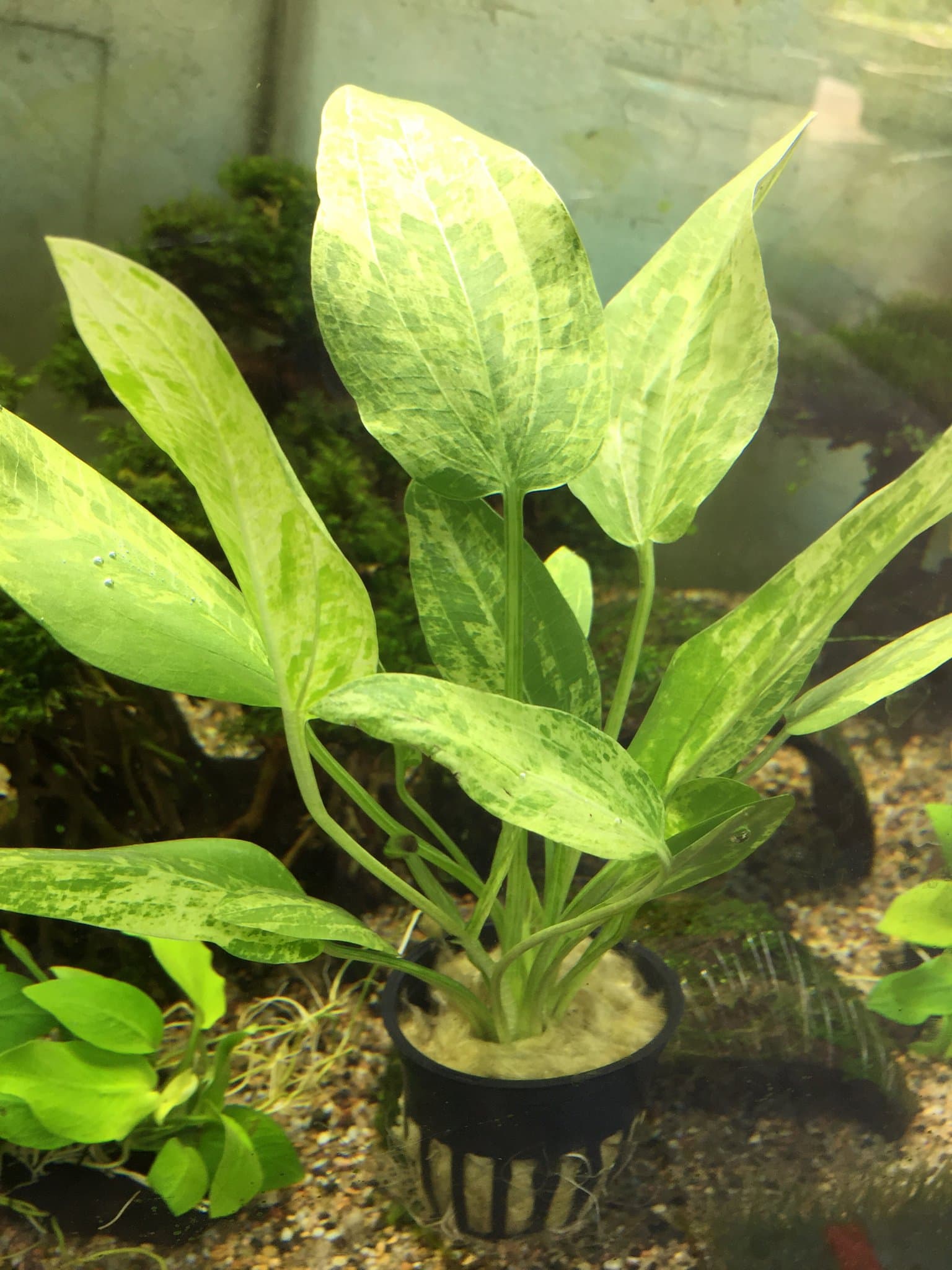 Echinodorus Marble Queen