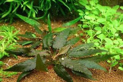 Cryptocoryne beckettii