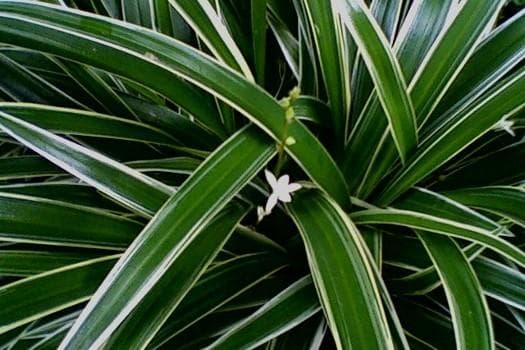 Chlorophytum Bichetii