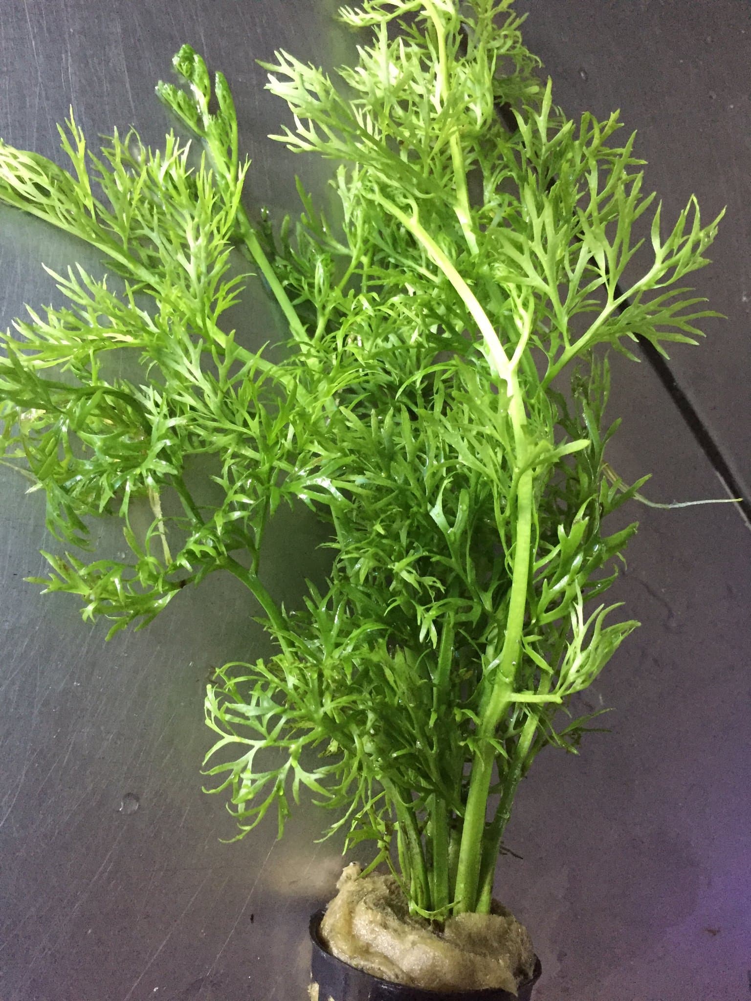 Ceratopteris Siliquosa