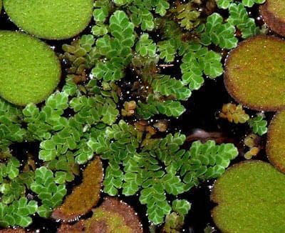 Azolla caroliniana (Packet)