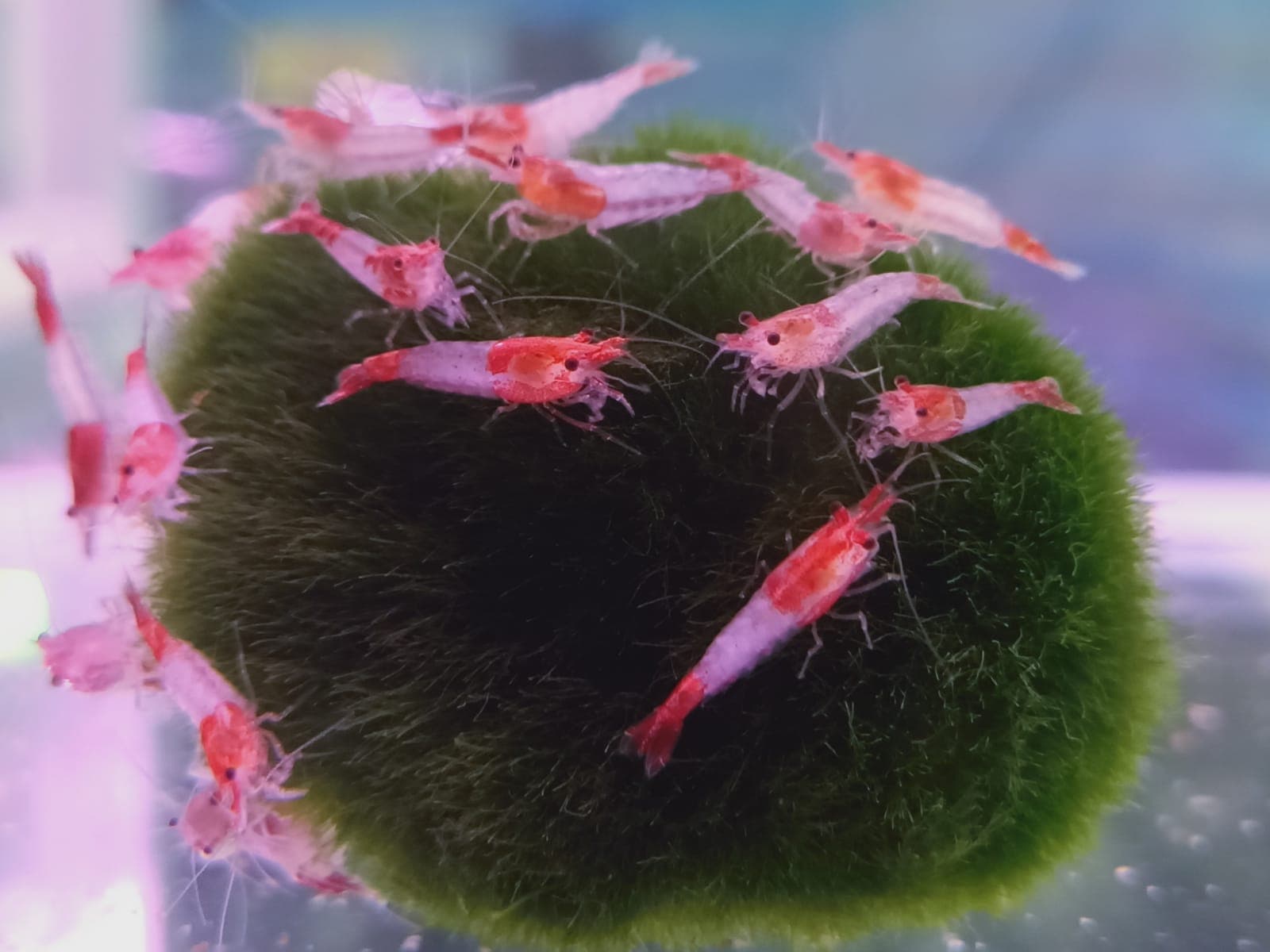 Red Rili Shrimp ( OO-4570 )