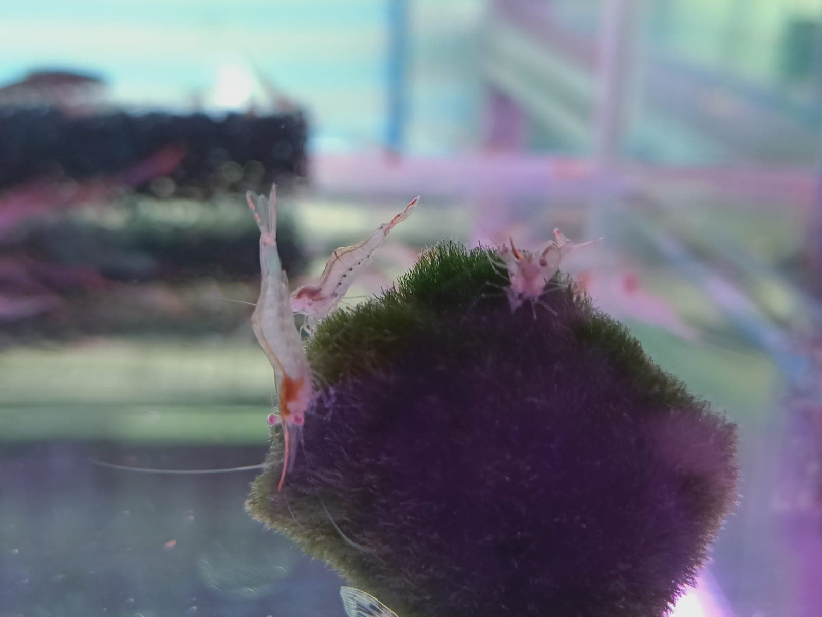 Red Nose Shrimp (OO-2370 )